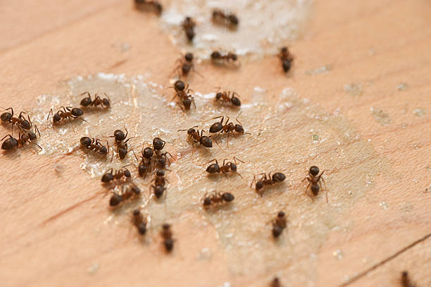 Best Termite Control Services  in New Market, VA